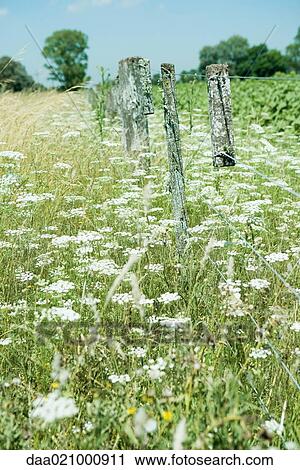 Wooden fence in field View Large Photo Image Stock Image - Wooden fence in field. Fotosearch