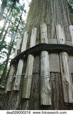 Wooden stakes tied to tree trunk, low angle view View Large Photo Image Stock Photograph - Wooden stakes tied to tree trunk, low angle view. Fotosearch