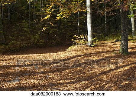 Stock Photo - Woods in Autumn. Fotosearch