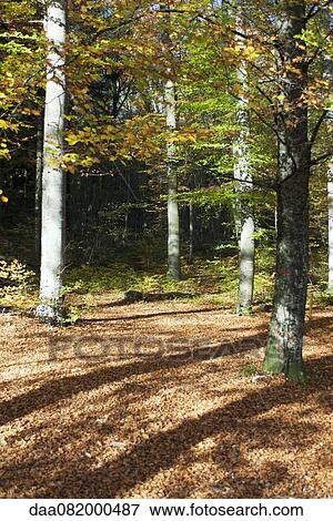 Woods in Autumn View Large Photo Image Stock Photo - Woods in Autumn. Fotosearch