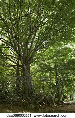 Woods View Large Photo Image Stock Image - Woods. Fotosearch