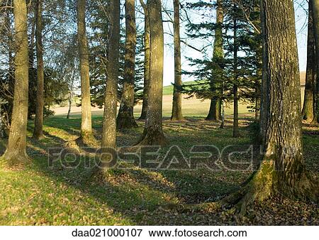 Woods View Large Photo Image Stock Photo - Woods. Fotosearch