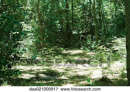 Woods View Large Photo Image Stock Photo - Woods. Fotosearch