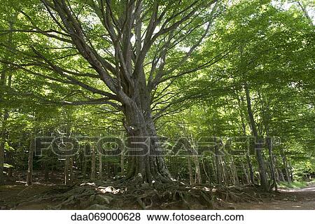 Stock Photo - Woods. Fotosearch