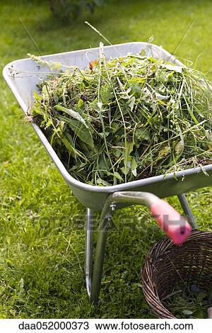 Yard clippings heaped in wheelbarrow View Large Photo Image Stock Image - Yard clippings heaped in wheelbarrow. Fotosearch