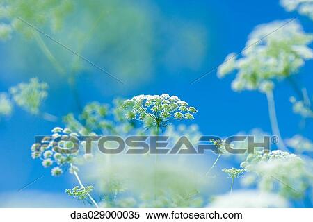 Yarrow growing, close-up View Large Photo Image Stock Photography - Yarrow growing, close-up. Fotosearch