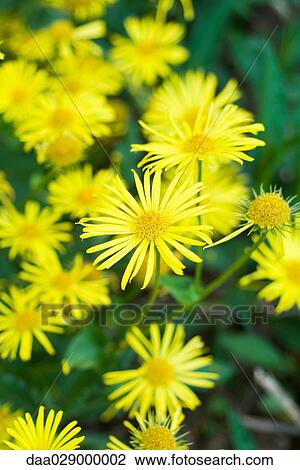 Yellow asters, close-up View Large Photo Image Stock Image - Yellow asters, close-up. Fotosearch