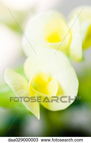 Yellow begonias, close-up View Large Photo Image Stock Image - Yellow begonias, close-up. Fotosearch