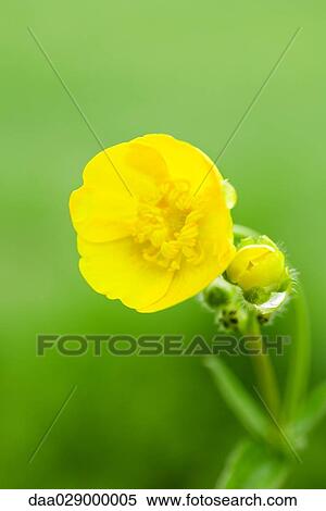 Stock Photography - Yellow buttercup, close-up. Fotosearch