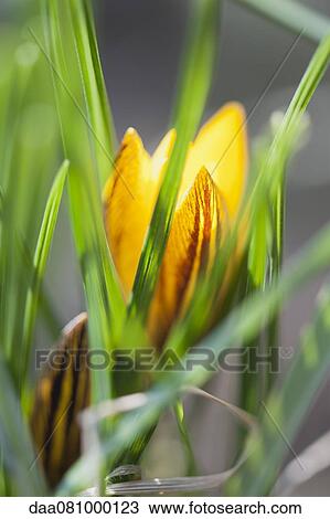Yellow crocus blooming View Large Photo Image Stock Image - Yellow crocus blooming. Fotosearch