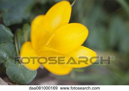 Yellow crocus View Large Photo Image Stock Photo - Yellow crocus. Fotosearch