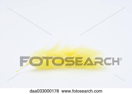 Yellow feather, close up View Large Photo Image Stock Photo - Yellow feather, close up. Fotosearch