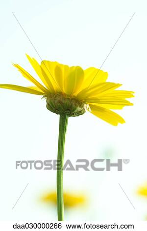 Stock Photograph - Yellow flower, close-up. Fotosearch