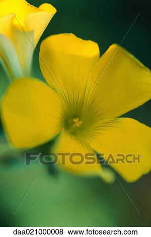 Yellow flower View Large Photo Image Stock Photo - Yellow flower. Fotosearch