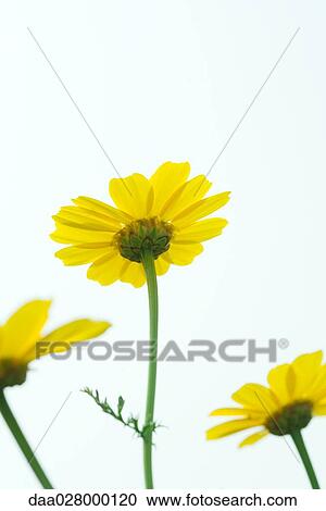 Yellow flowers, low angle view View Large Photo Image Stock Image - Yellow flowers, low angle view. Fotosearch