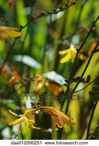 Yellow flowers View Large Photo Image Stock Image - Yellow flowers. Fotosearch