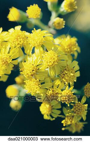 Yellow flowers View Large Photo Image Stock Image - Yellow flowers. Fotosearch
