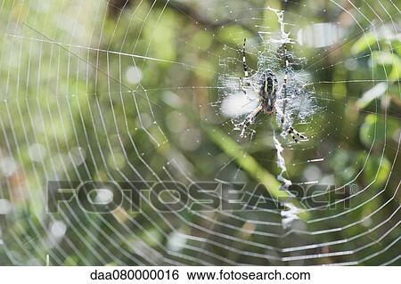 Yellow Garden Spider (argiope aurantia) in spiderweb waiting for prey View Large Photo Image Stock Photograph - Yellow Garden Spider (argiope aurantia) in spiderweb waiting for prey. Fotosearch