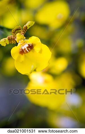 Stock Image - Yellow orchid. Fotosearch