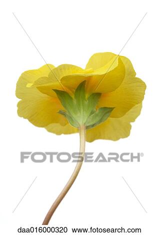 Yellow primrose flower, close-up View Large Photo Image Stock Image - Yellow primrose flower, close-up. Fotosearch