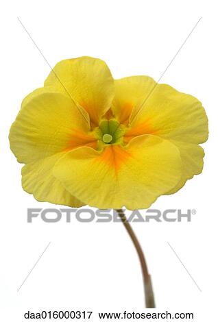 Yellow primrose flower, close-up View Large Photo Image Stock Photo - Yellow primrose flower, close-up. Fotosearch