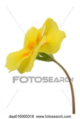 Stock Photo - Yellow primrose flower, close-up. Fotosearch