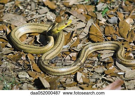 Stock Photo - Yellow rat snake (Elaphe obsoleta quadrivittata). Fotosearch