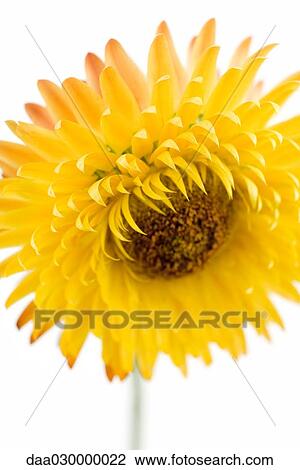 Stock Image - Yellow strawflower, close-up. Fotosearch