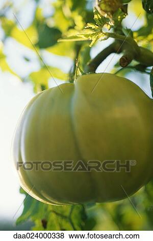 Yellow tomato on vine, close-up View Large Photo Image Stock Photo - Yellow tomato on vine, close-up. Fotosearch