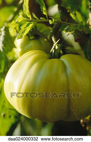 Yellow tomato on vine View Large Photo Image Stock Image - Yellow tomato on vine. Fotosearch