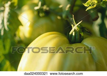 Yellow tomatoes growing in vegetable garden, extreme close-up View Large Photo Image Stock Image - Yellow tomatoes growing in vegetable garden, extreme close-up. Fotosearch