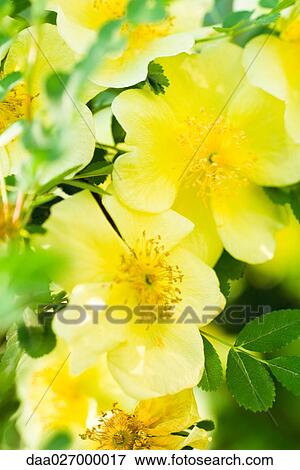Yellow wild rose, close-up of flowers View Large Photo Image Stock Photo - Yellow wild rose, close-up of flowers. Fotosearch