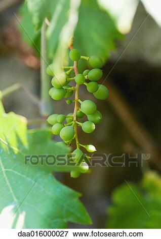 Young grapes growing on vine, close-up View Large Photo Image Stock Photo - Young grapes growing on vine, close-up. Fotosearch