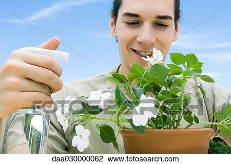 Young man spraying impatiens View Large Photo Image Stock Image - Young man spraying impatiens. Fotosearch
