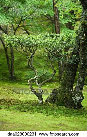 Young tree growing in forest View Large Photo Image Stock Image - Young tree growing in forest. Fotosearch