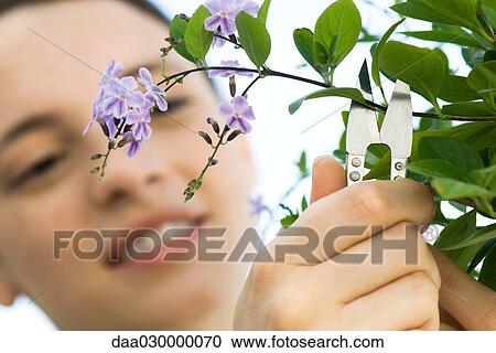 Young woman cutting off sprig of flowers View Large Photo Image Stock Image - Young woman cutting off sprig of flowers. Fotosearch