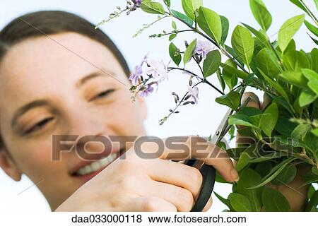 Stock Photo - Young woman cutting off sprig of flowers. Fotosearch