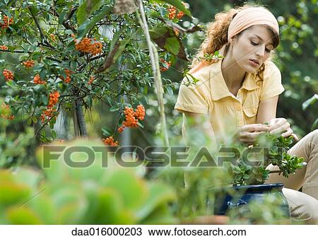Young woman in garden, caring for jade plant View Large Photo Image Stock Image - Young woman in garden, caring for jade plant. Fotosearch