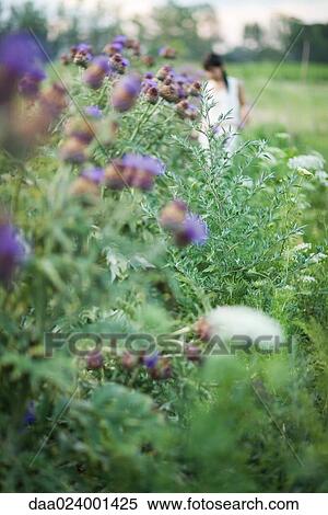 Stock Photography - Young woman in garden in blurred mid distance, focus on thistle flowers. Fotosearch
