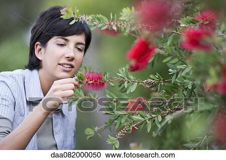 Young woman looking at flowering bottlebrush branch View Large Photo Image Stock Image - Young woman looking at flowering bottlebrush branch. Fotosearch