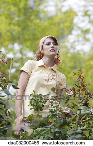 Young woman pruning roses in garden View Large Photo Image Stock Photograph - Young woman pruning roses in garden. Fotosearch
