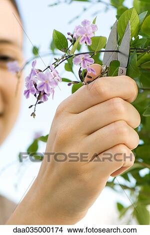 Young woman using pruning shears to clip blossoms from flowering tree View Large Photo Image Picture - Young woman using pruning shears to clip blossoms from flowering tree. Fotosearch