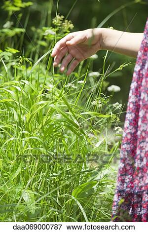 Young woman walking in tall grass, cropped View Large Photo Image Stock Photo - Young woman walking in tall grass, cropped. Fotosearch