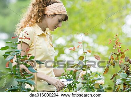 Young woman working in garden View Large Photo Image Picture - Young woman working in garden. Fotosearch