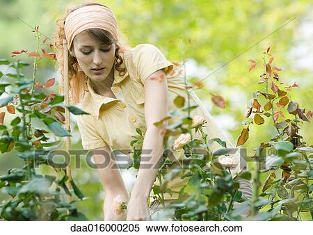 Young woman working in garden View Large Photo Image Stock Photography - Young woman working in garden. Fotosearch