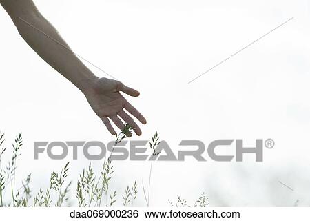 Young woman's hand touching tall grass View Large Photo Image Stock Photograph - Young woman's hand touching tall grass. Fotosearch