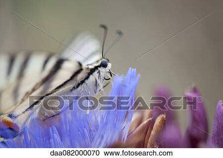 Zebra swallowtail butterfly flying over artichoke flower View Large Photo Image Stock Image - Zebra swallowtail butterfly flying over artichoke flower. Fotosearch