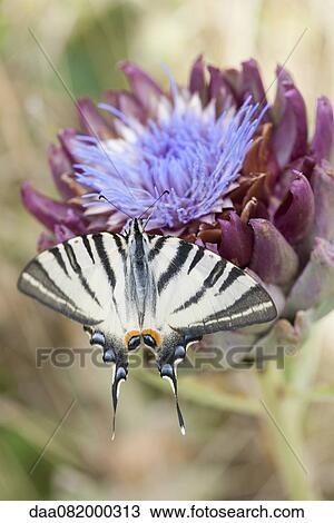 Stock Image - Zebra swallowtail butterfly flying over artichoke flower. Fotosearch