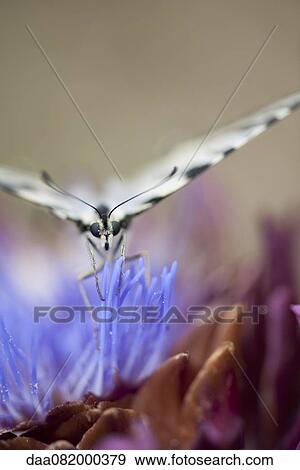 Zebra swallowtail butterfly flying over artichoke flower View Large Photo Image Stock Photo - Zebra swallowtail butterfly flying over artichoke flower. Fotosearch