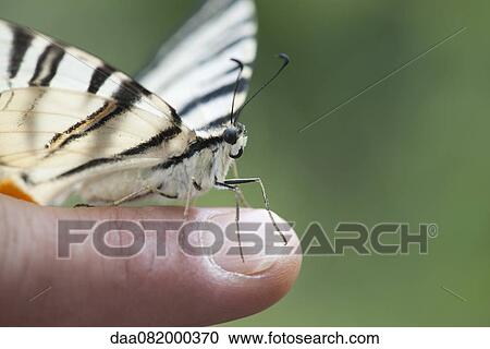 Zebra swallowtail butterfly perching on person's finger, cropped View Large Photo Image Stock Image - Zebra swallowtail butterfly perching on person's finger, cropped. Fotosearch